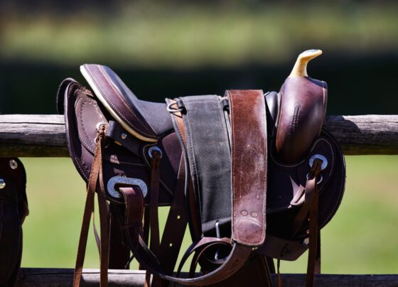 How to Buy a Horse Saddle Deals Online
